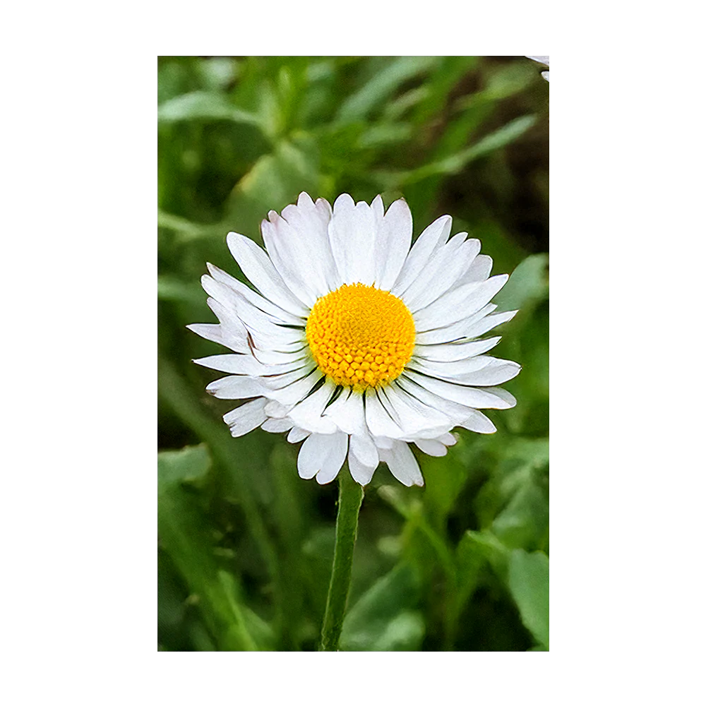 Daisy White Flower Seeds Packet