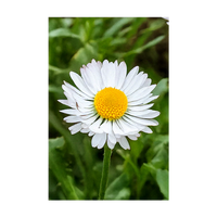 Daisy White Flower Seeds Packet