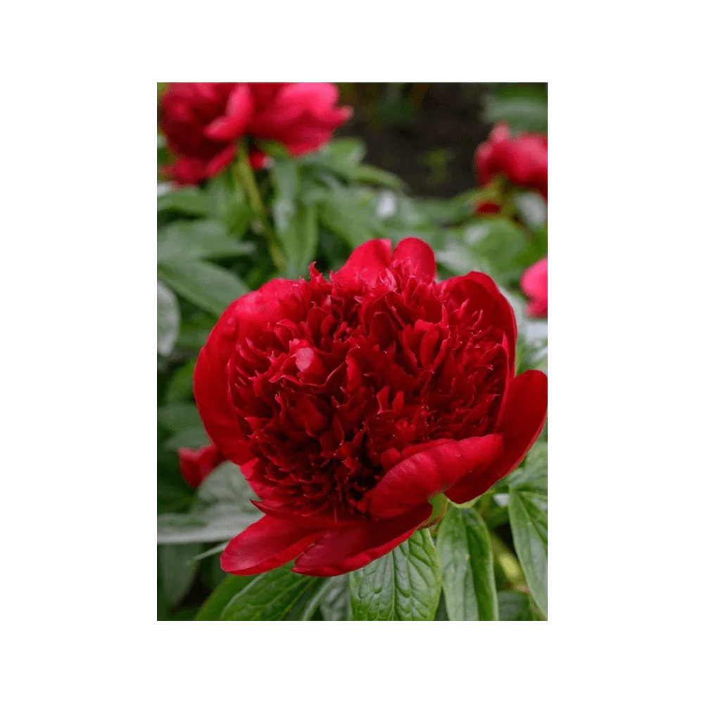 Herbaceous Peony Flower Seeds Packet