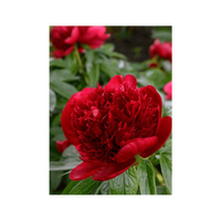 Herbaceous Peony Flower Seeds Packet