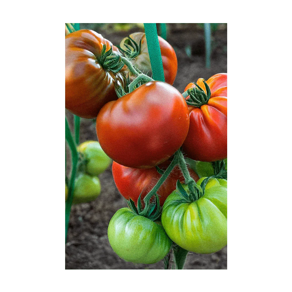 Heirloom Tomato Vegetable Seeds Packet