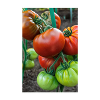 Heirloom Tomato Vegetable Seeds Packet