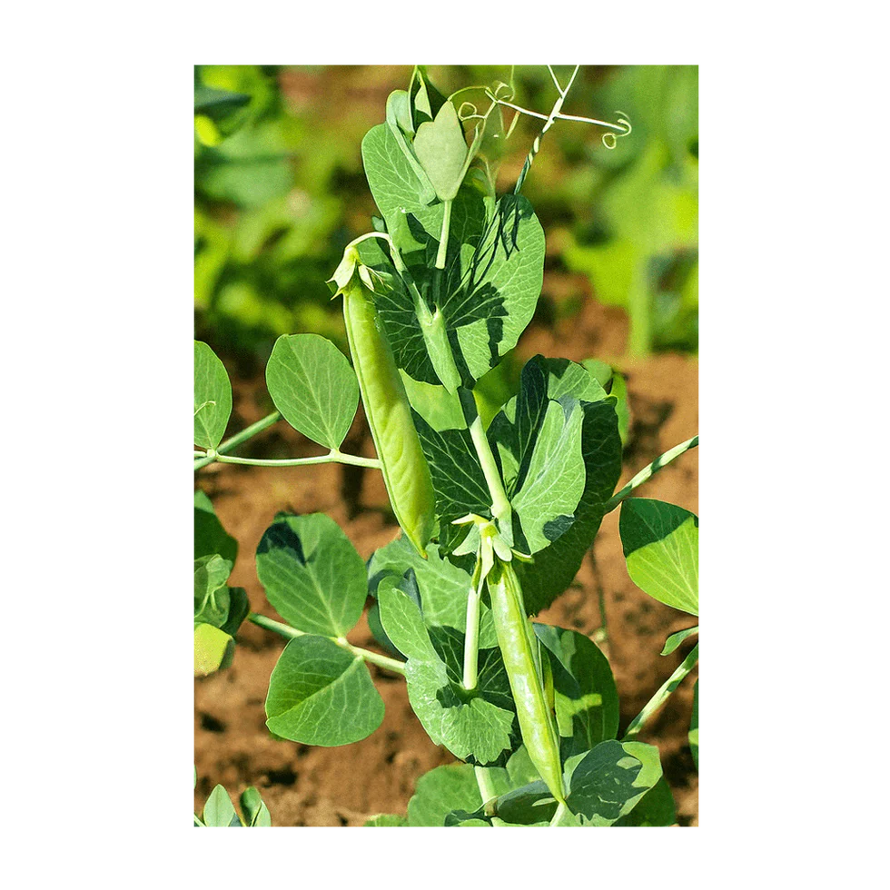 Little Marvel Peas Vegetable Seeds Packet