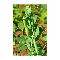 Little Marvel Peas Vegetable Seeds Packet