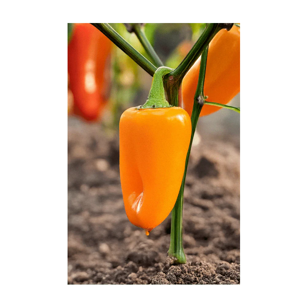 Mini Sweet Peppers Vegetable Seeds Packet