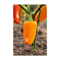 Mini Sweet Peppers Vegetable Seeds Packet