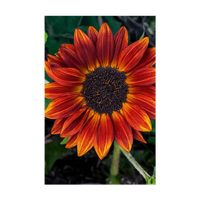 Red Sunflower Flower Seeds Packet