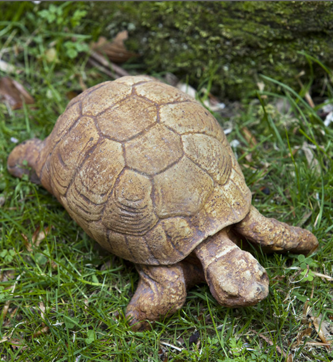 Campania Concrete Turtle