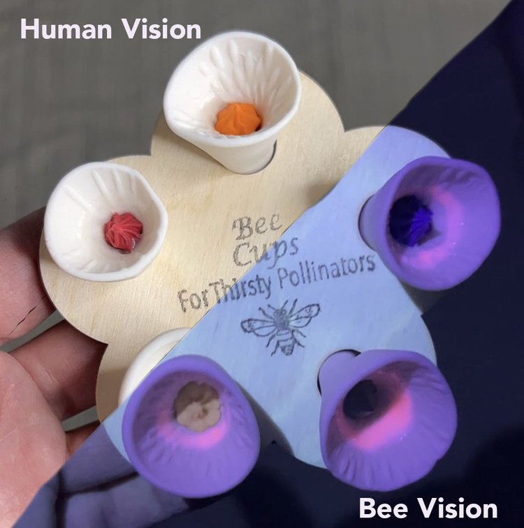 Bee Vision Bee Cups