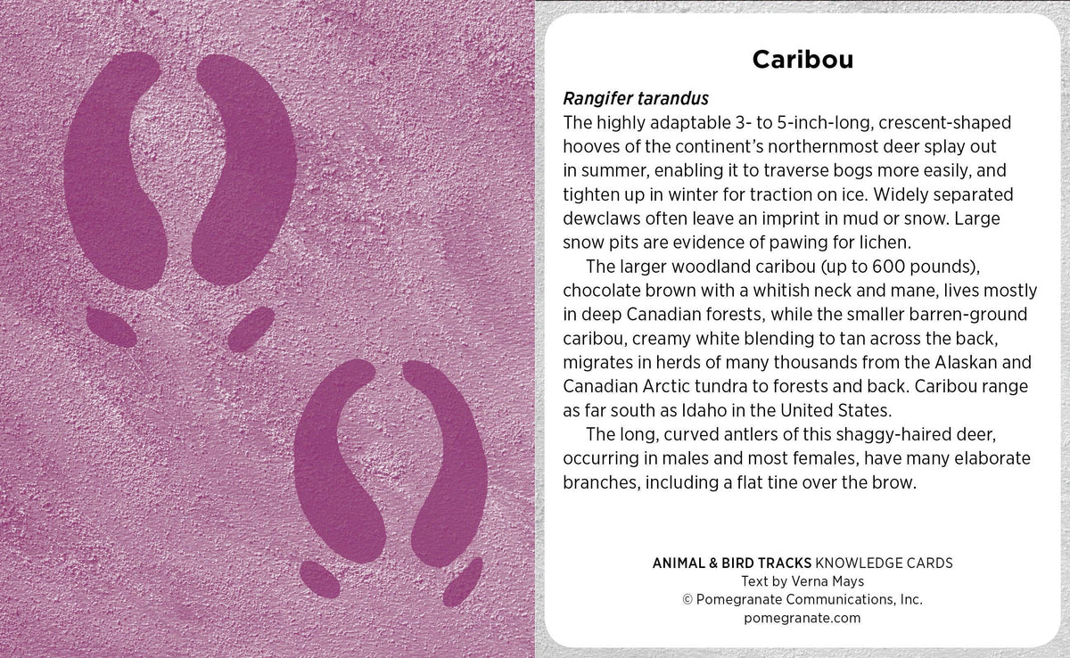 Animal & Bird Tracks: A Handy Reference for the Outdoor Detective Knowledge Cards