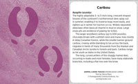 Animal & Bird Tracks: A Handy Reference for the Outdoor Detective Knowledge Cards