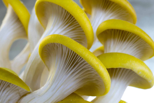 Golden Oyster Mushroom Grow-at-Home Kit