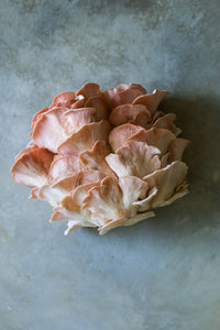 Pink Oyster Mushroom Grow-at-Home Kit