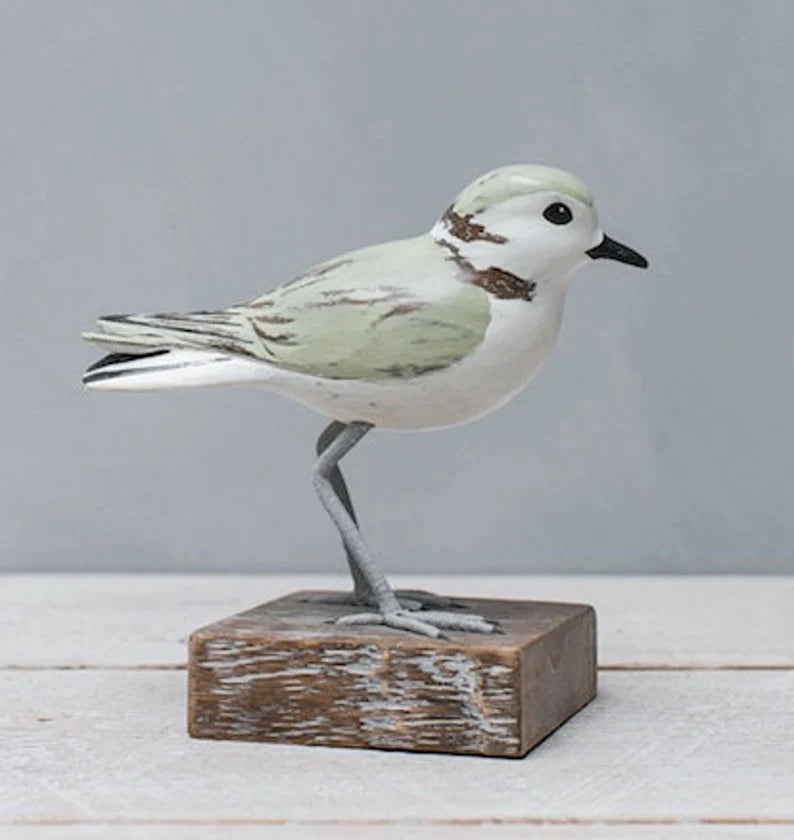 Aviologie - Snowy Plover