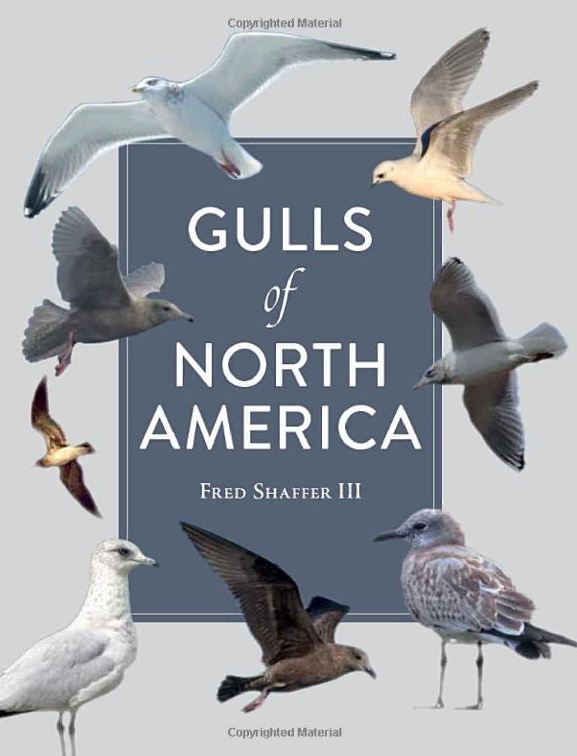 Gulls of North America