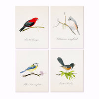 Felix Doolittle - Songbirds -- Note Set - Bird themed cards, boxed