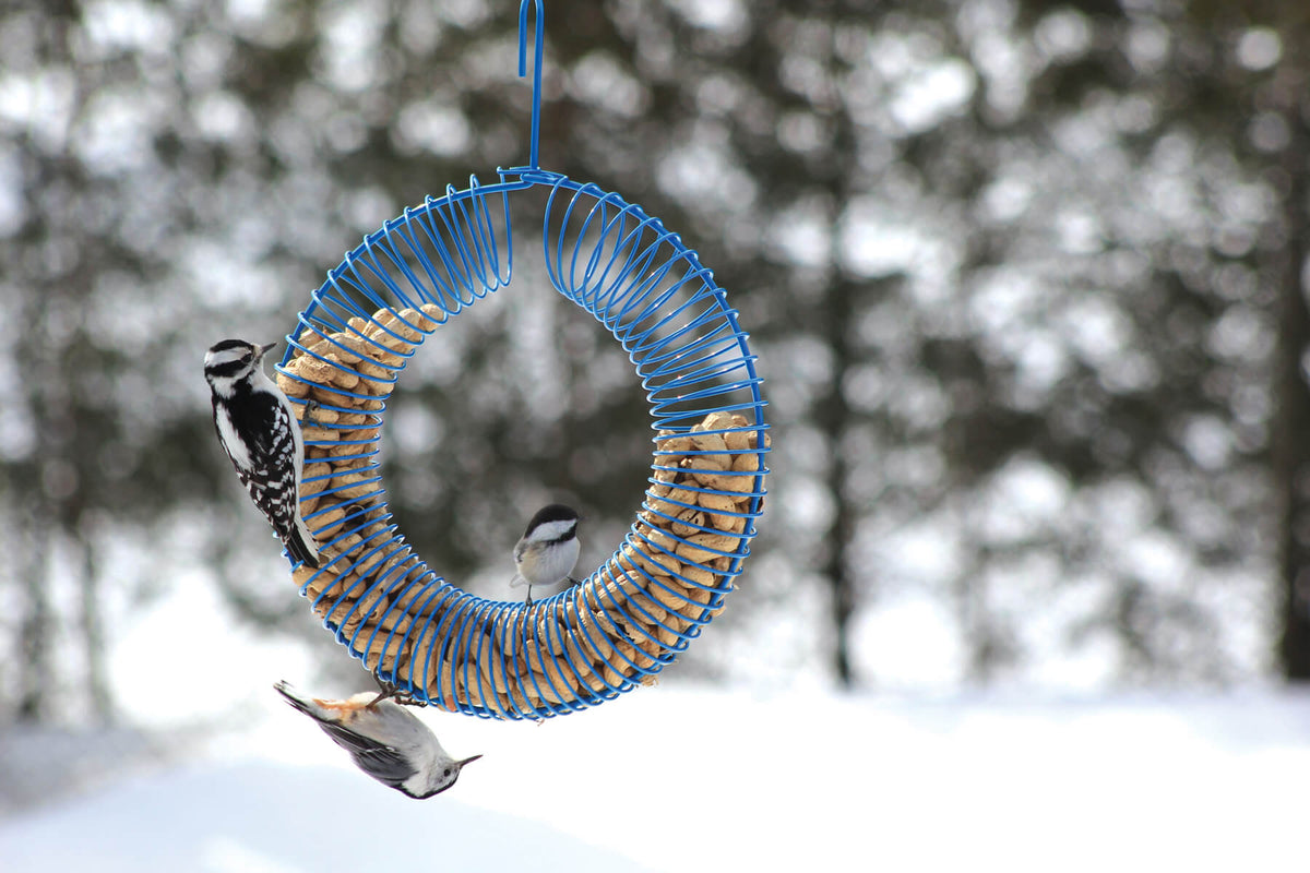 Wreath Peanut Feeder in Blue