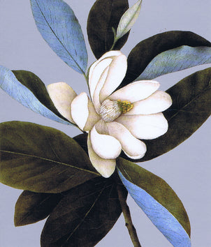 Card- Magnolia Virginiana