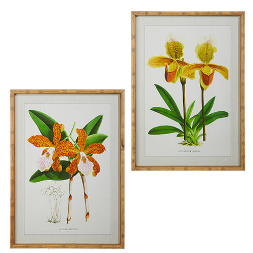 Framed Orchid Prints