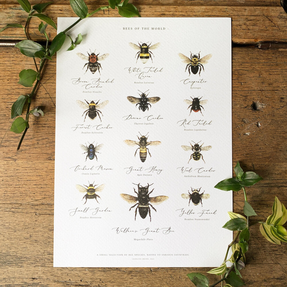 Bees of the World Chart Print