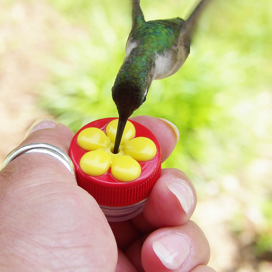 Hand-held hummingbird feeder