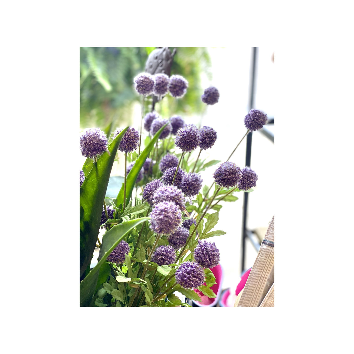 K&K Interior- Purple Mini Allium Bush with Foliage