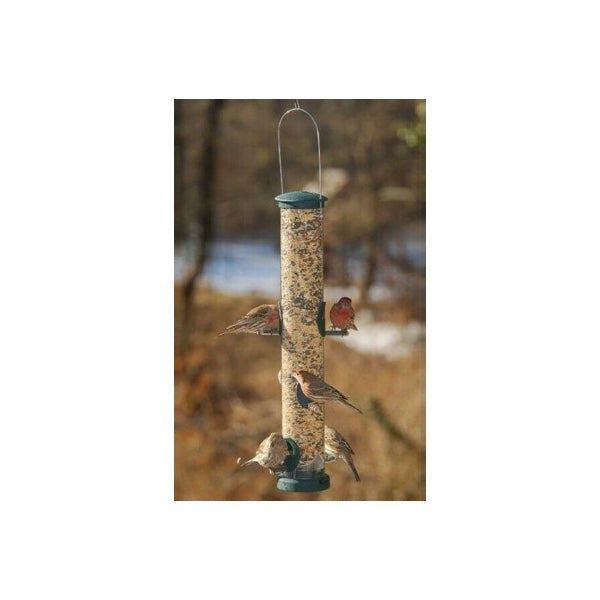 Seed Tube in Large Spruce