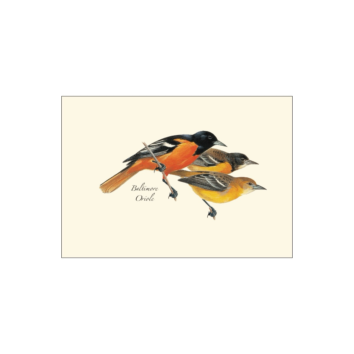 Boxed Notecards: Baltimore Oriole