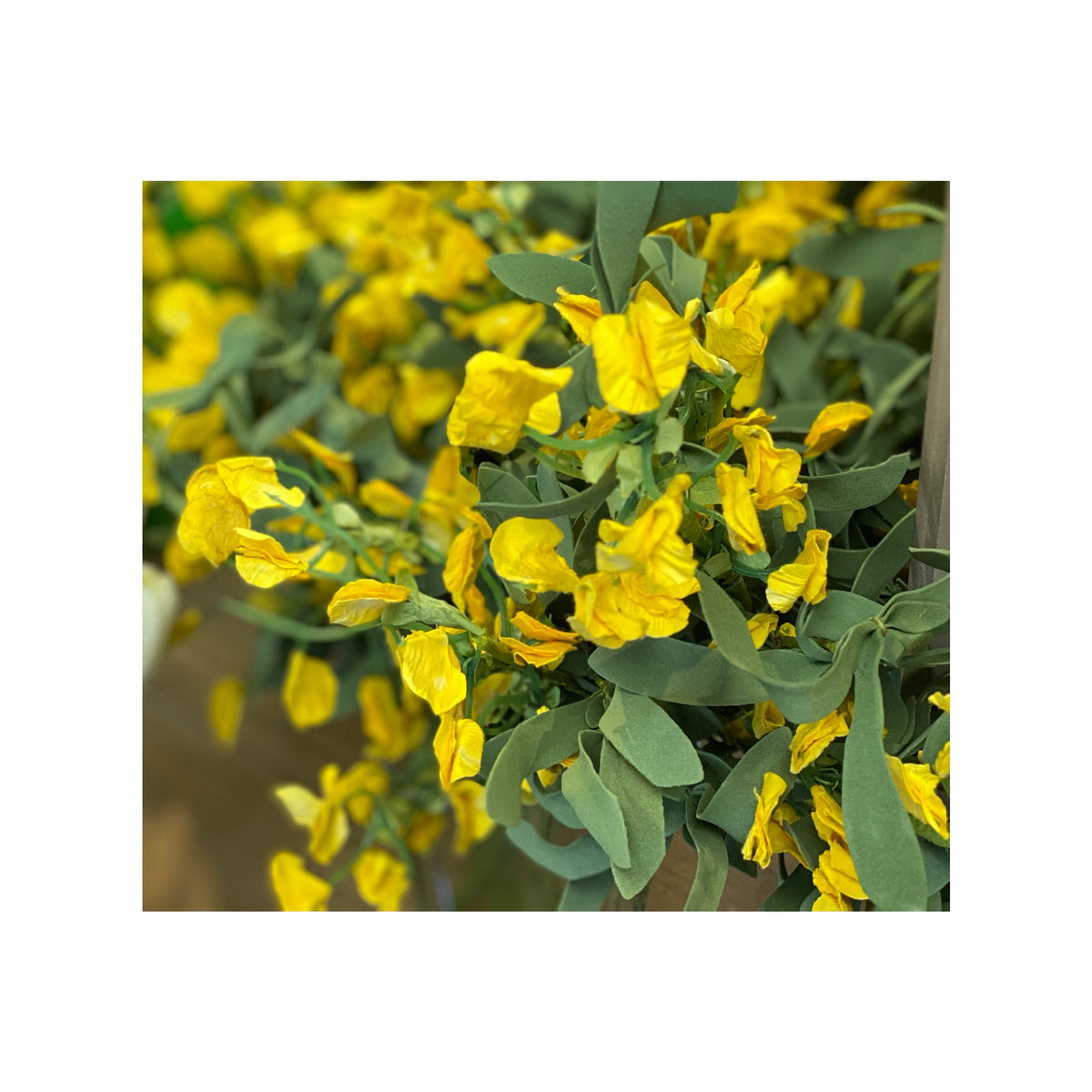 Sweet Pea Bush Yellow Flower Stem