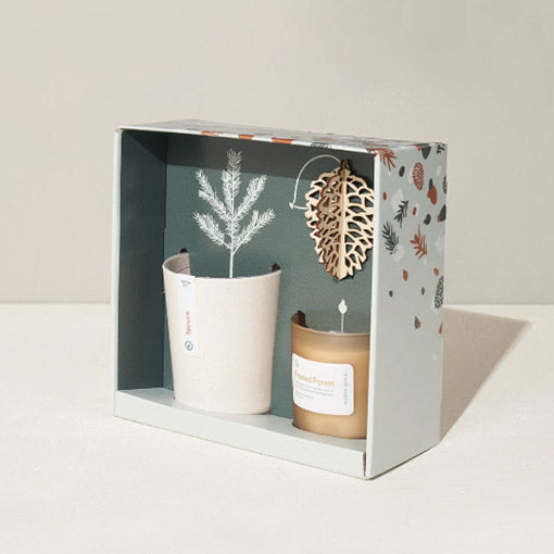 Modern Sprout Gather Spruce Grow Kit- Gift Box