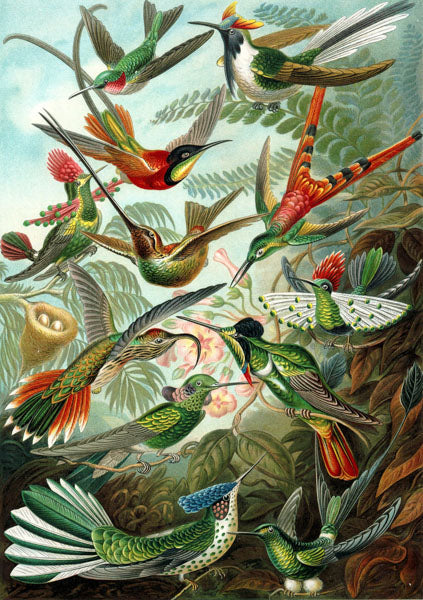 Hummingbirds Card