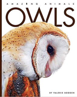 Amazing Animals: Owls