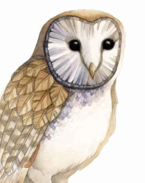 Barn Owl Card