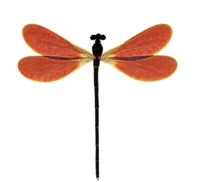 Amber Damsel Tattoo Pair