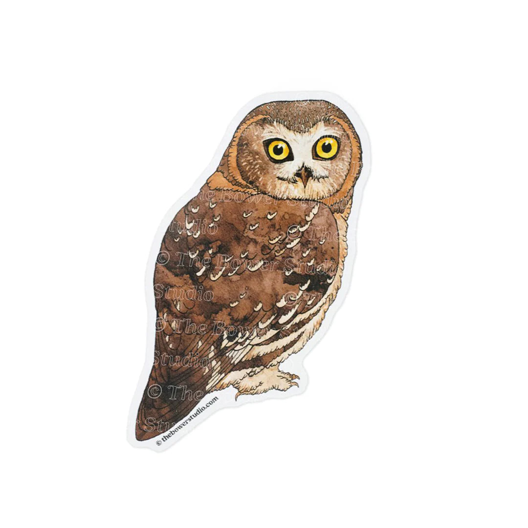 Eco-Sticker: Northern Saw-Whet Owl