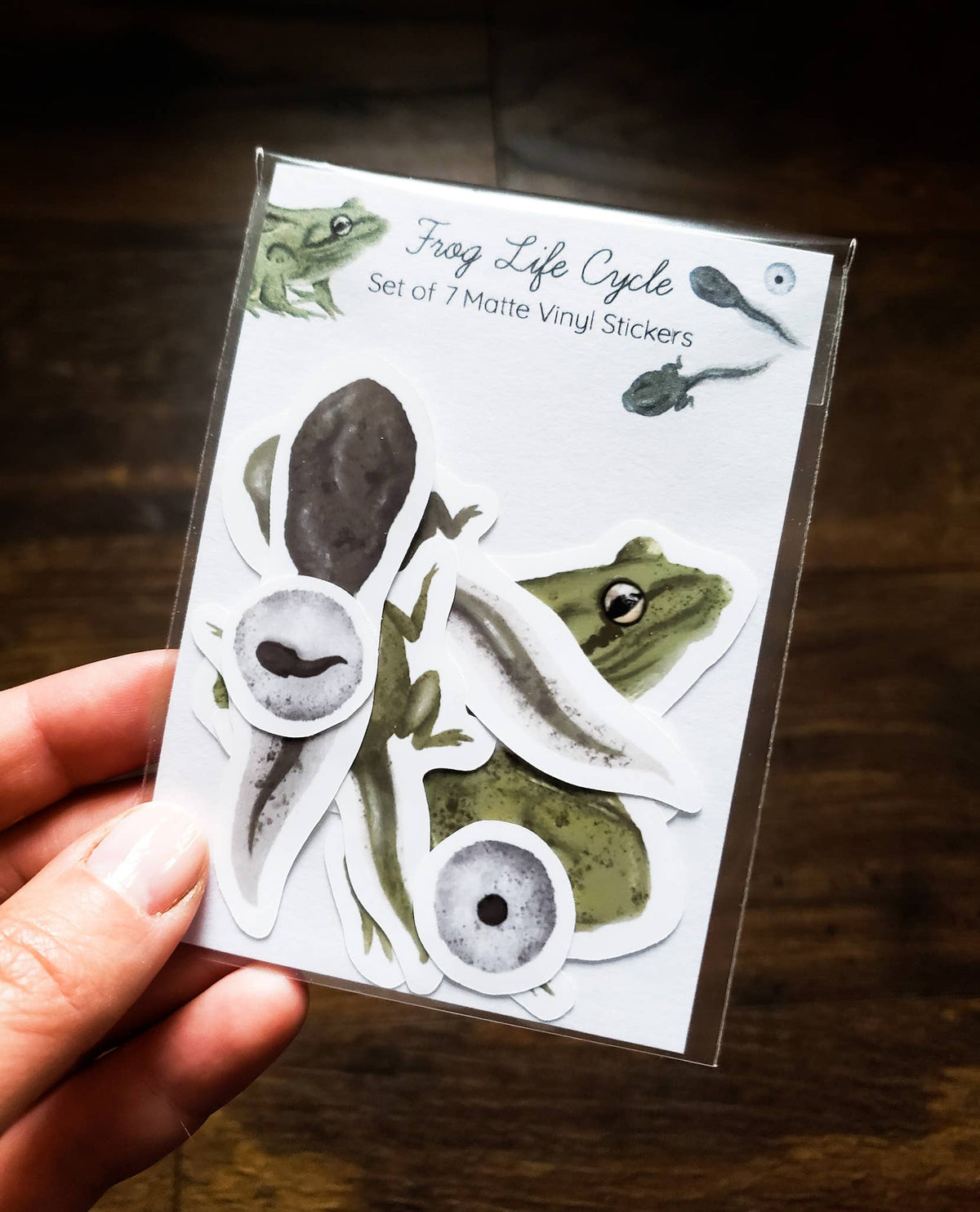 Stephanie Hathaway Designs - Frog Life Cycle Sticker Pack, Set of 7 Matte Vinyl Stickers