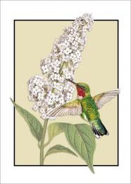 Thank You Card- Hummingbird