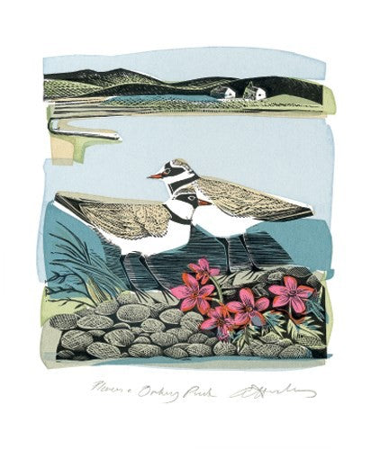 Plovers and Orkney Pinks Card