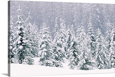 Snowy Trees Canvas